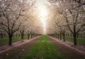 Rows of Cherry Blossom Trees in Full Bloom Royalty Free Stock Photo
