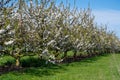 Rows of cherry trees with white blossom in fruit orchard greenhouse with protection sytem from birds in sunny day, Betuwe, Royalty Free Stock Photo