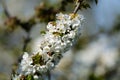 Spring pink blossom of apple trees in orchard, fruit region Haspengouw in Belgium