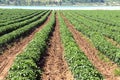 Rows of Chili peppers in a field in summer Royalty Free Stock Photo