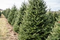 Rows of Christmas Trees at Local Tree Farm Royalty Free Stock Photo