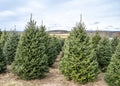 Rows of Christmas Trees at Local Tree Farm Royalty Free Stock Photo