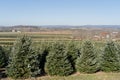 Rows of Christmas Trees on Tree Farm Royalty Free Stock Photo