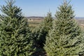 Rows of Christmas Trees on Tree Farm Royalty Free Stock Photo