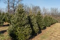 Rows of Christmas Trees at Tree Farm in Berks County, Pennsylvania Royalty Free Stock Photo