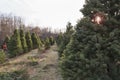 Rows of Christmas trees on a tree farm with lens flare Royalty Free Stock Photo