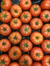 Rows of Cluster tomatoes lines up in a black carton