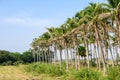 Rows of Coconut plantation with blue sky in rural Royalty Free Stock Photo