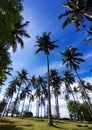 Rows of coconut trees on a clear sky by the beach Royalty Free Stock Photo
