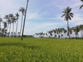 Rows of coconut trees in a rice field