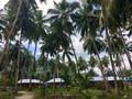 Rows of coconut trees under the house Royalty Free Stock Photo