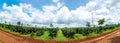 Rows of coffee green plants field landscape nature with blue sky background ,panorama view.Plantation Agriculture economy concept