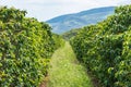 Rows of coffee plantations, brazilian mineiro coffee Royalty Free Stock Photo