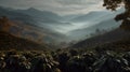 Rows of coffee plants in misty mountain terrain with terraced fields and soft morning light. Royalty Free Stock Photo