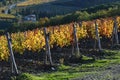 Rows colored grapevines during the autumn season in the Chianti Classico area near Greve in Chianti Florence, Tuscany. Italy Royalty Free Stock Photo