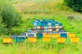 Rows of colorful Bee Hives apiary in sunny summer day