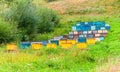 Rows of colorful Bee Hives apiary in sunny summer day