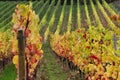 Rows of colorful leaves in a vineyard