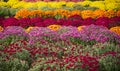 Rows of colorful mums for sale Royalty Free Stock Photo