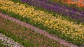 Rows of colorful Tulip flowers at Windmill island gardens in Holland, Michigan. during springtime Royalty Free Stock Photo