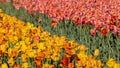 Rows of colorful Tulip flowers at Windmill island gardens in Holland, Michigan.during springtime Royalty Free Stock Photo