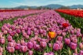 Rows of colorful Tulips carpet the Skagit Valley in western Washington state. Royalty Free Stock Photo