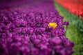 Rows of colorful Tulips carpet the Skagit Valley in western Washington state. Royalty Free Stock Photo