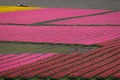 Rows of colorful Tulips carpet the Skagit Valley in western Washington state. Royalty Free Stock Photo