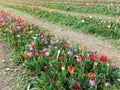 Rows of colorful tulips in spring, flower show in Rome. perfect for backgrounds