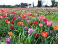 Rows of colorful tulips in spring, flower show in Rome. perfect for backgrounds