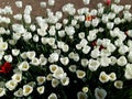 Rows of colorful tulips in spring, flower show in Rome. perfect for backgrounds