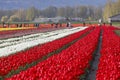 Rows of Coloured Tulips