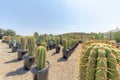 Rows of columnar cactuses in a pail type black pots on a dirt ground