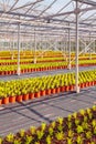 Rows of conifer sprouts in a greenhouse Royalty Free Stock Photo