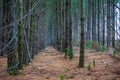 Rows of coniferous trees.