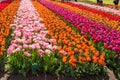 Rows of contrasting coloured tulips in the Keukenhof Gardens in the Netherlands