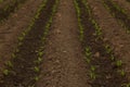 Rows Corn of Crops Growing Royalty Free Stock Photo