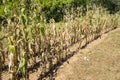 Rows of Corn Drying