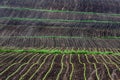 Rows of corn growing in field Royalty Free Stock Photo