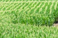 Rows of Corn Growing in Tennessee Summer Royalty Free Stock Photo