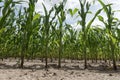 Rows of corn maize growing in the field Royalty Free Stock Photo