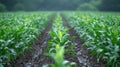 Rows of Corn Plants in a Field During a Rain Shower Royalty Free Stock Photo