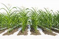 Rows of corn plants with green cobs on a white background close-up. Royalty Free Stock Photo