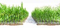 Rows of corn plants with green cobs on a white background. Royalty Free Stock Photo