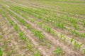 Rows of Corn Plants Growing in the Field Royalty Free Stock Photo