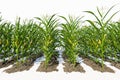 Rows of corn plants with yellow cobs on a white background close-up. Royalty Free Stock Photo