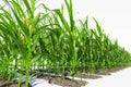 Rows of corn plants with yellow cobs on a white background close-up Royalty Free Stock Photo