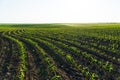 Rows of corn seedlings field. Young Corn Plants Royalty Free Stock Photo