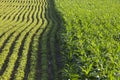 Rows of corn and soybeans in afternoon sunlight Royalty Free Stock Photo