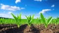rows corn sprout Royalty Free Stock Photo